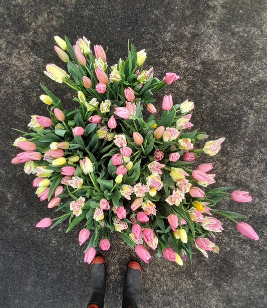 Tulip Bunches